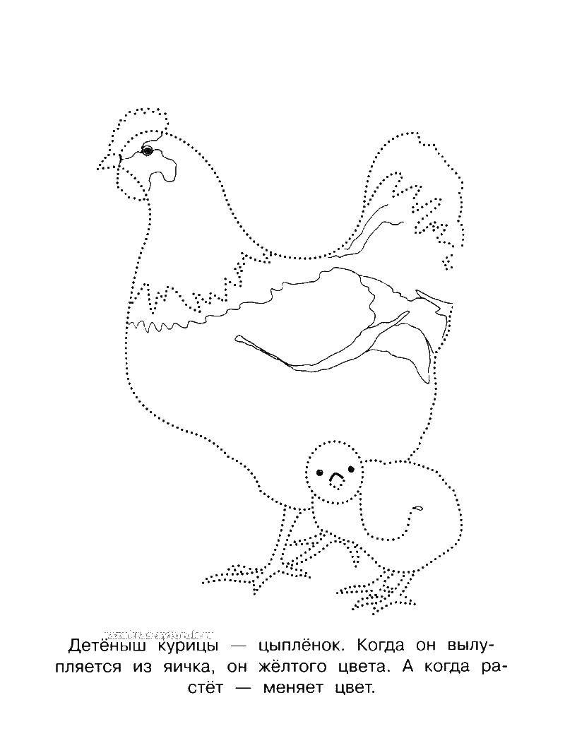 Название: Раскраска Курица и цыпленок. Категория: мама с ребенком. Теги: Курица, цыпленок.