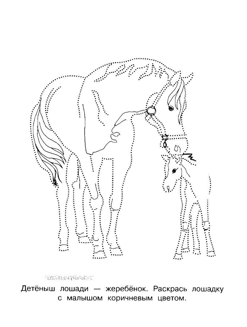 Название: Раскраска Лошадь и жеребенок. Категория: Животные. Теги: Лошадь, жеребенок.