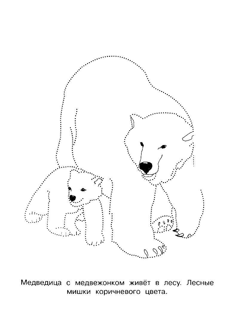 Coloring Mama bear and baby bear. Category mother and child. Tags:  bear, bear cub.