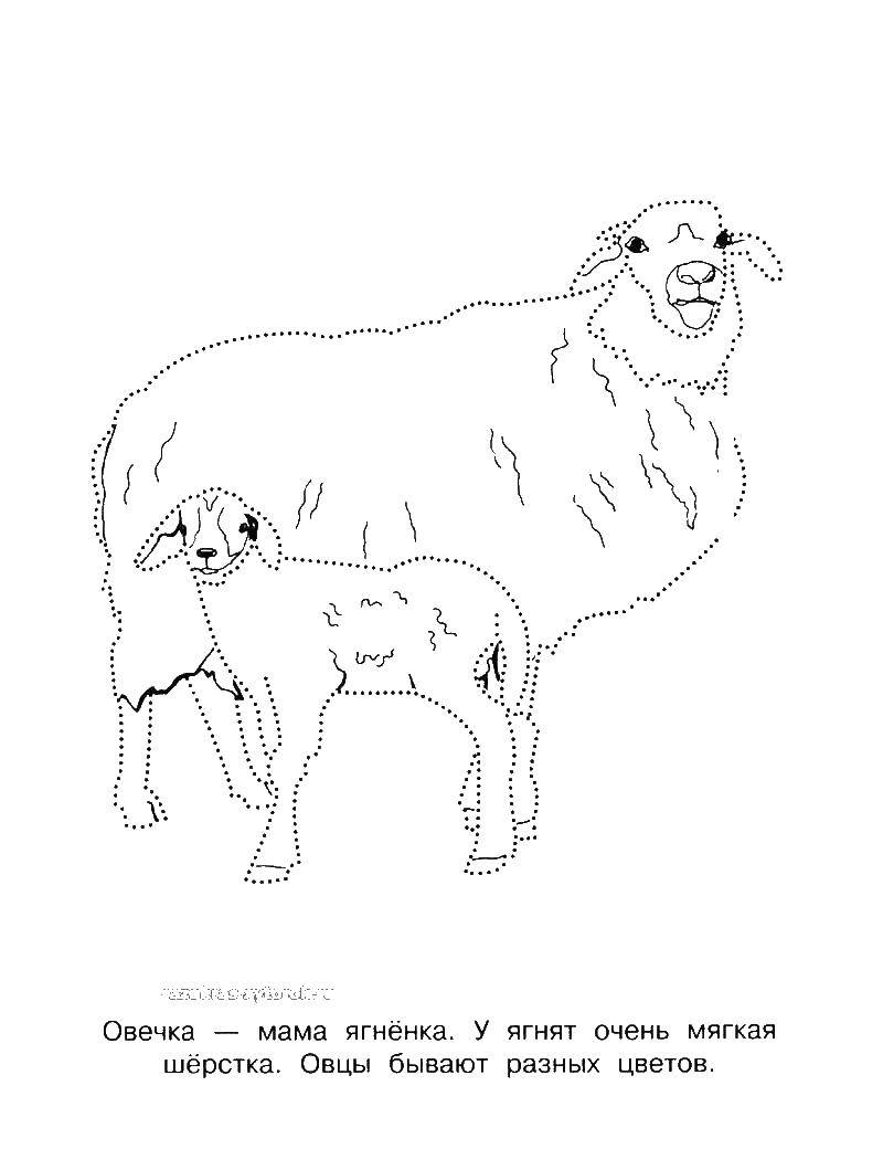 Название: Раскраска Овечка и ягненок. Категория: Животные. Теги: овечка, ягненок.