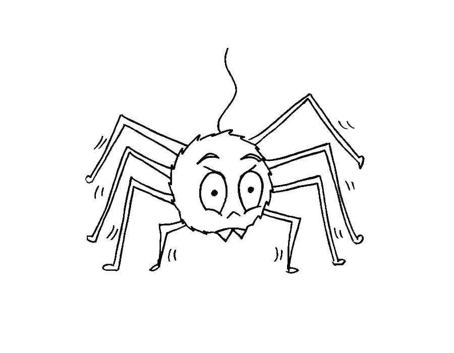 Coloring Spider. Category insects. Tags:  spider.