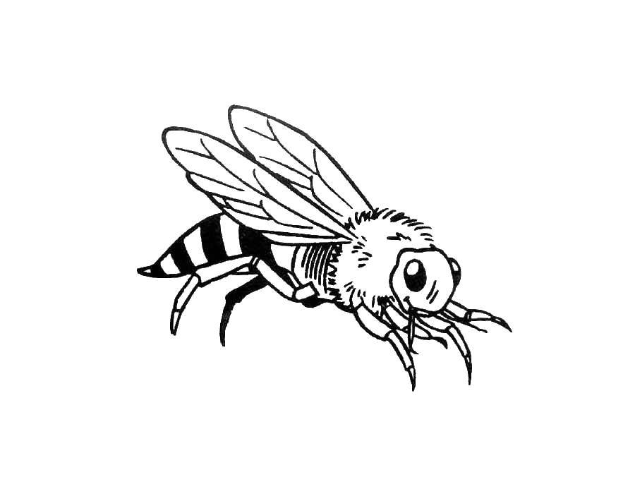 Название: Раскраска Пчела. Категория: насекомые. Теги: пчела.