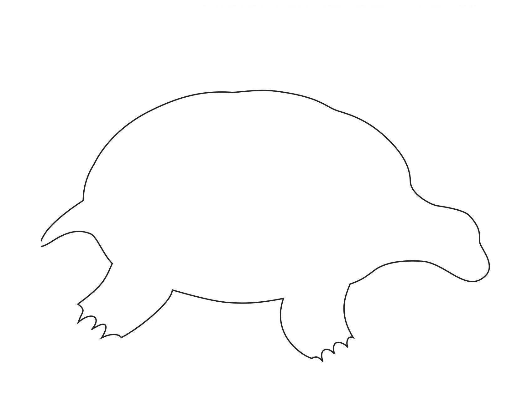 Название: Раскраска Черепаха. Категория: Животные. Теги: Черепаха.
