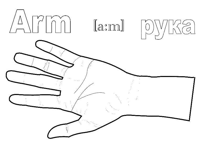 Coloring Hand. Category hand. Tags:  Hand.