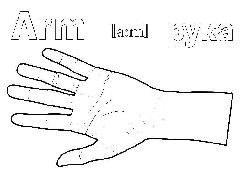 Название: Раскраска Рука. Категория: рука. Теги: Рука.