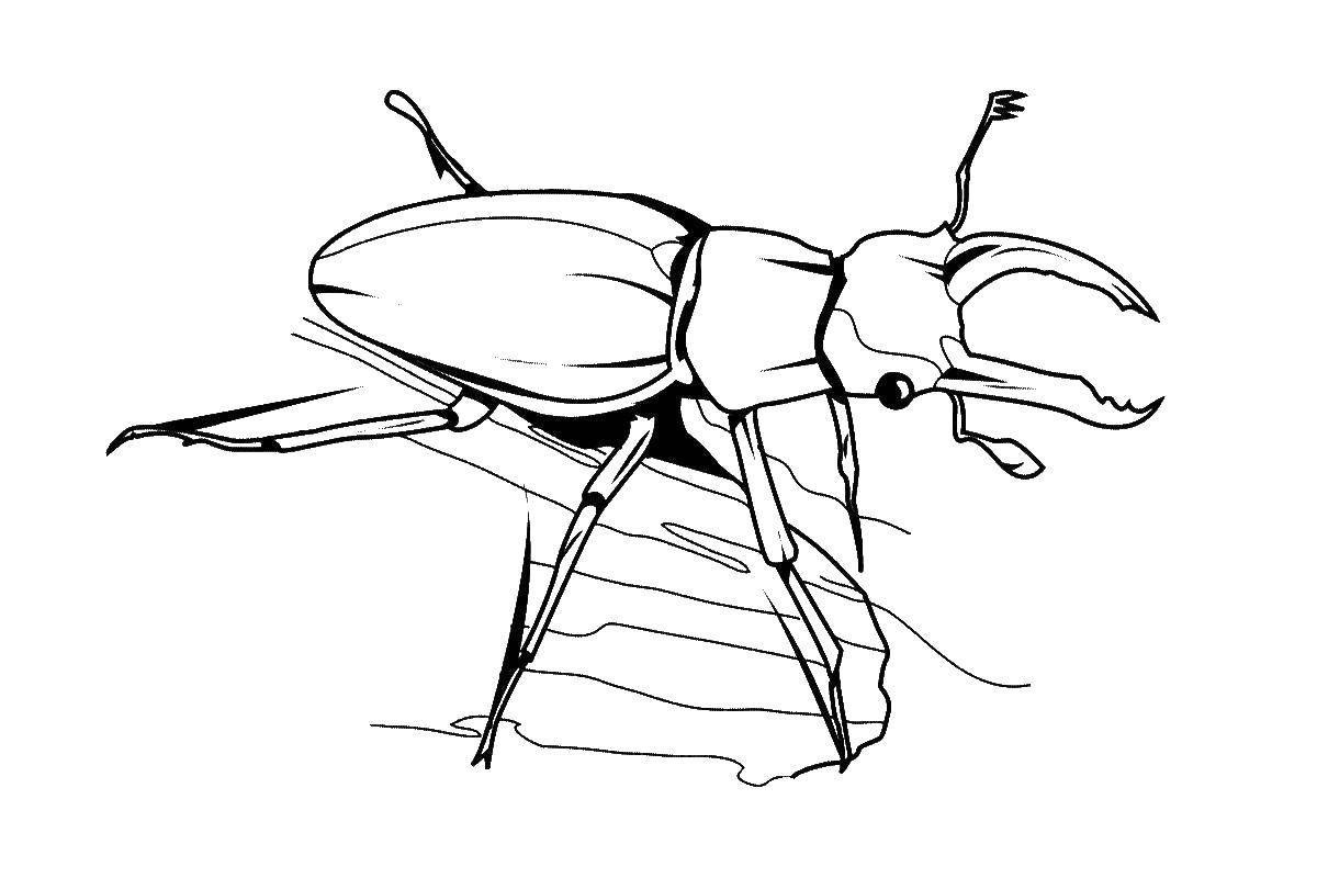 Coloring Beetle stag. Category insects. Tags:  beetle.