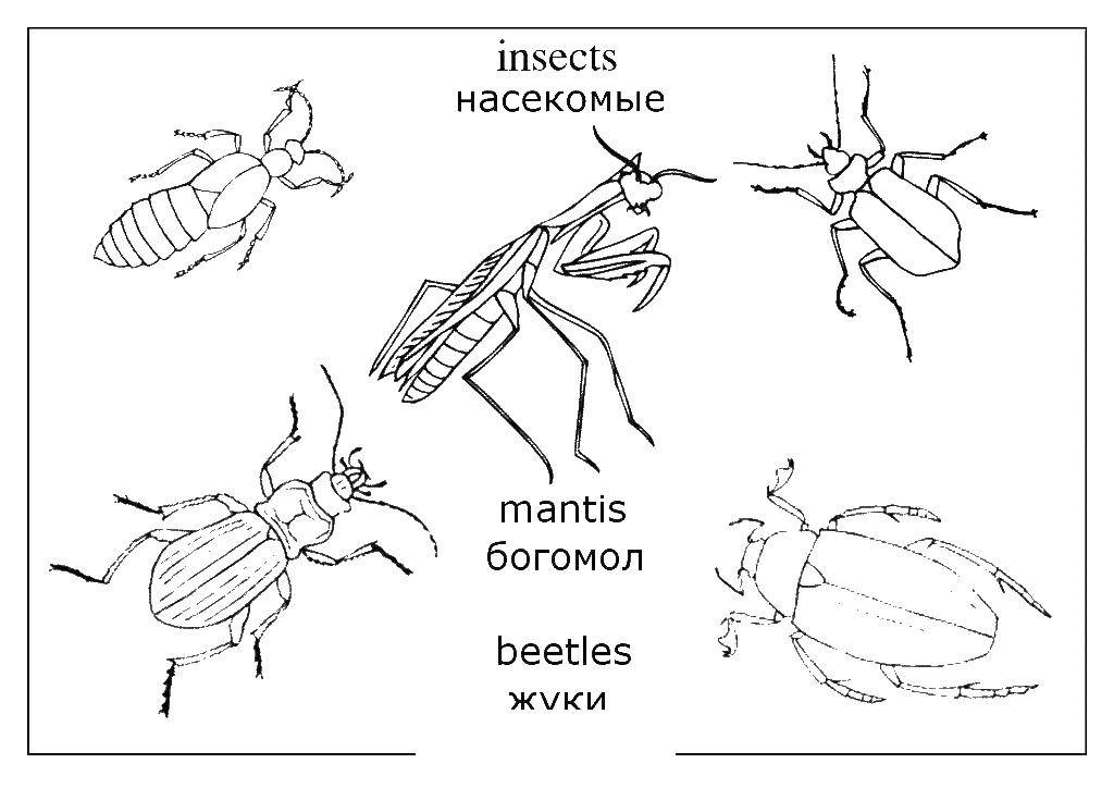 Coloring Beetle. Category insects. Tags:  beetle.