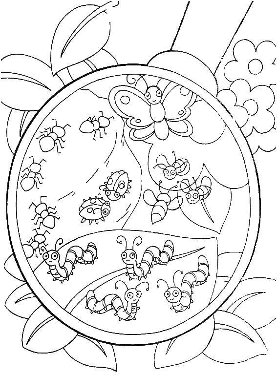 Coloring Beetles, insects. Category insects. Tags:  beetle.