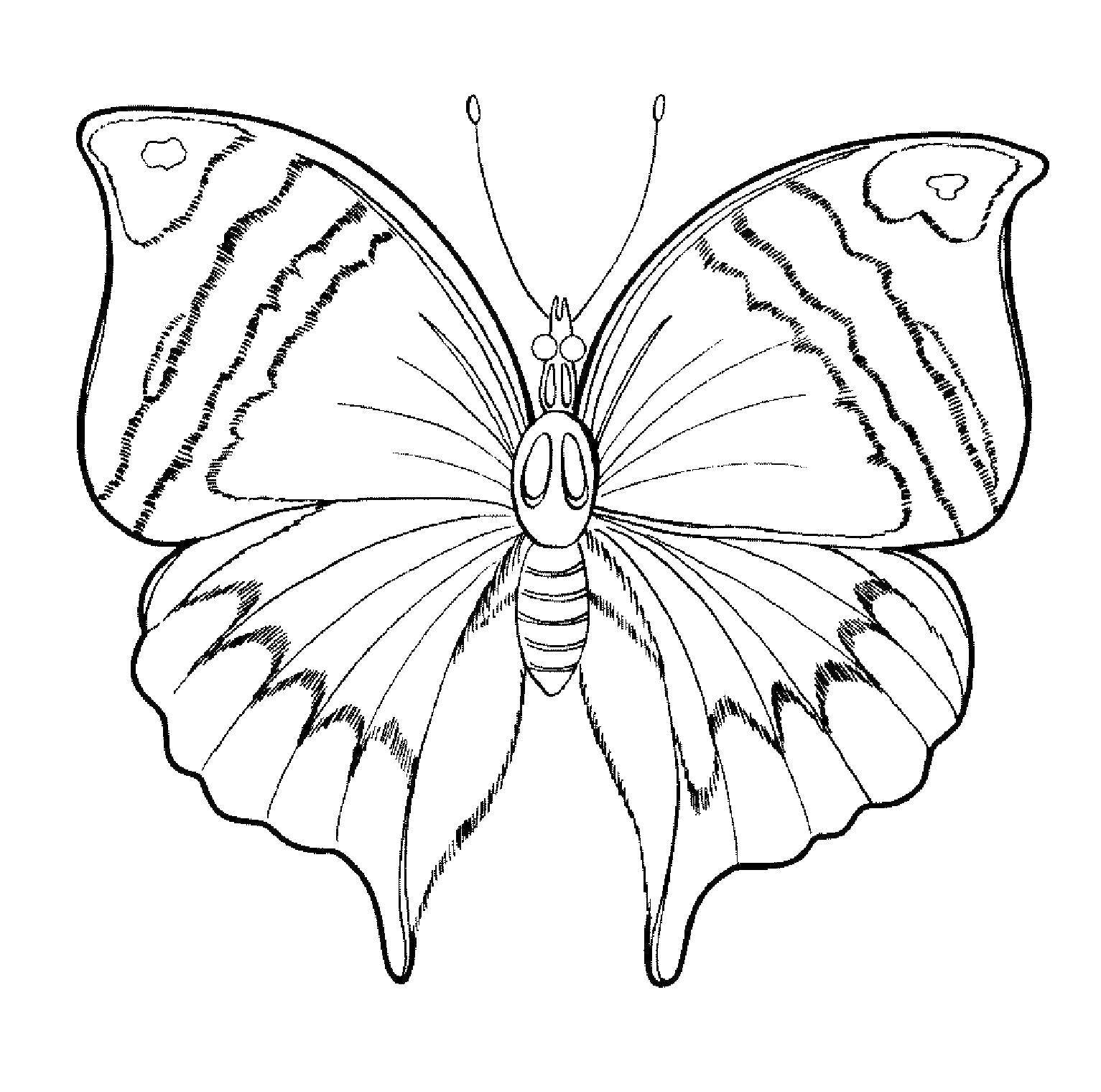 Название: Раскраска Бабочка. Категория: насекомые. Теги: бабочка.