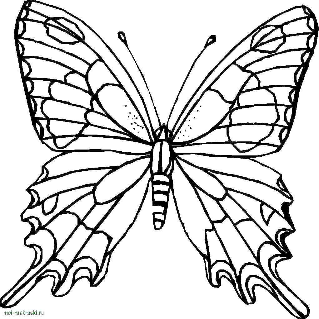 Название: Раскраска Бабочка. Категория: насекомые. Теги: бабочки.