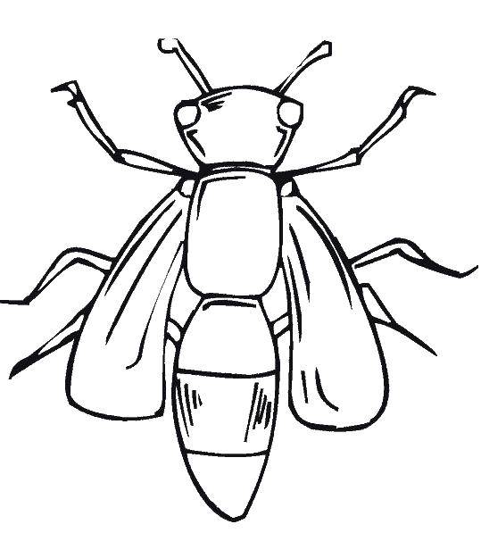 Coloring Bee. Category insects. Tags:  bee.