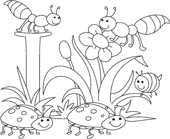 Coloring Bugs. Category insects. Tags:  beetles, insects.