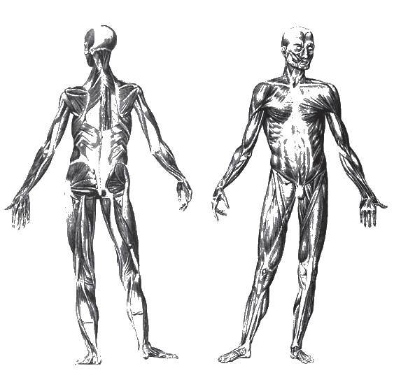 Coloring Human anatomy. Category body. Tags:  Anatomy, human.