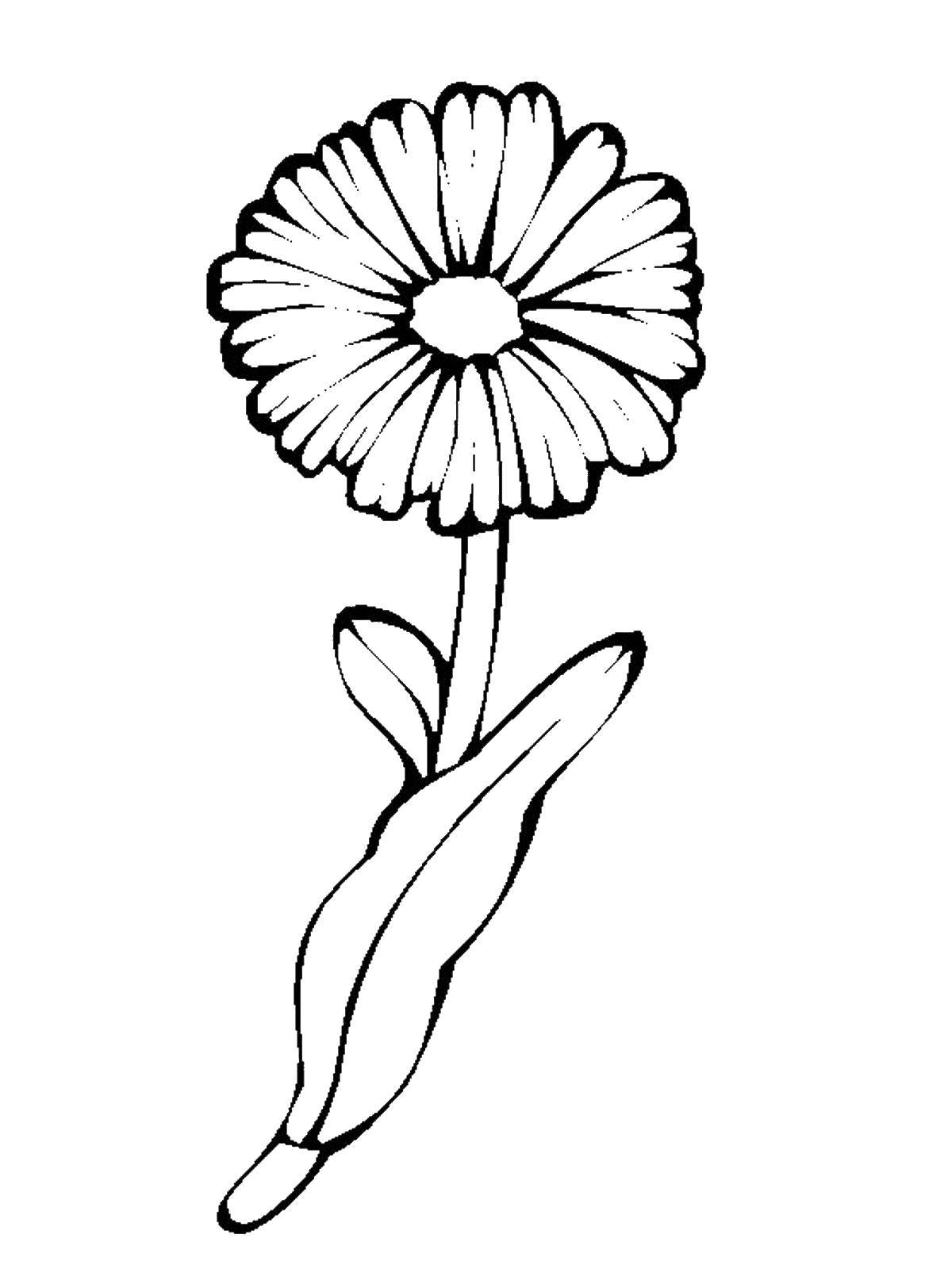 Название: Раскраска Ромашка. Категория: цветы. Теги: ромашка.
