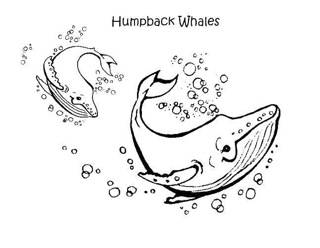 Coloring Humpback whales. Category sea animals. Tags:  Keith .