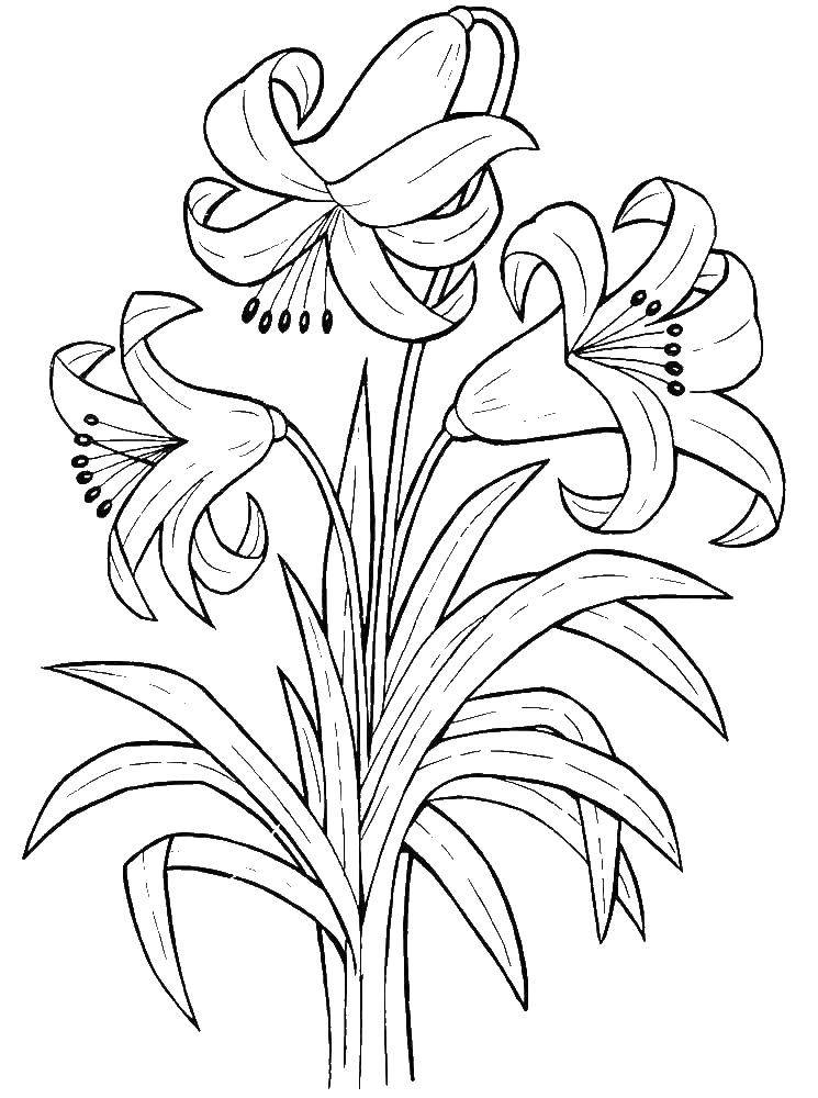 Coloring Lily. Category flowers. Tags:  flowers.