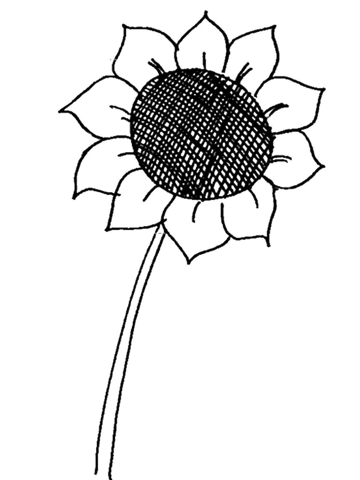 Название: Раскраска Подсолнух. Категория: цветы. Теги: подсолнух, цветы.