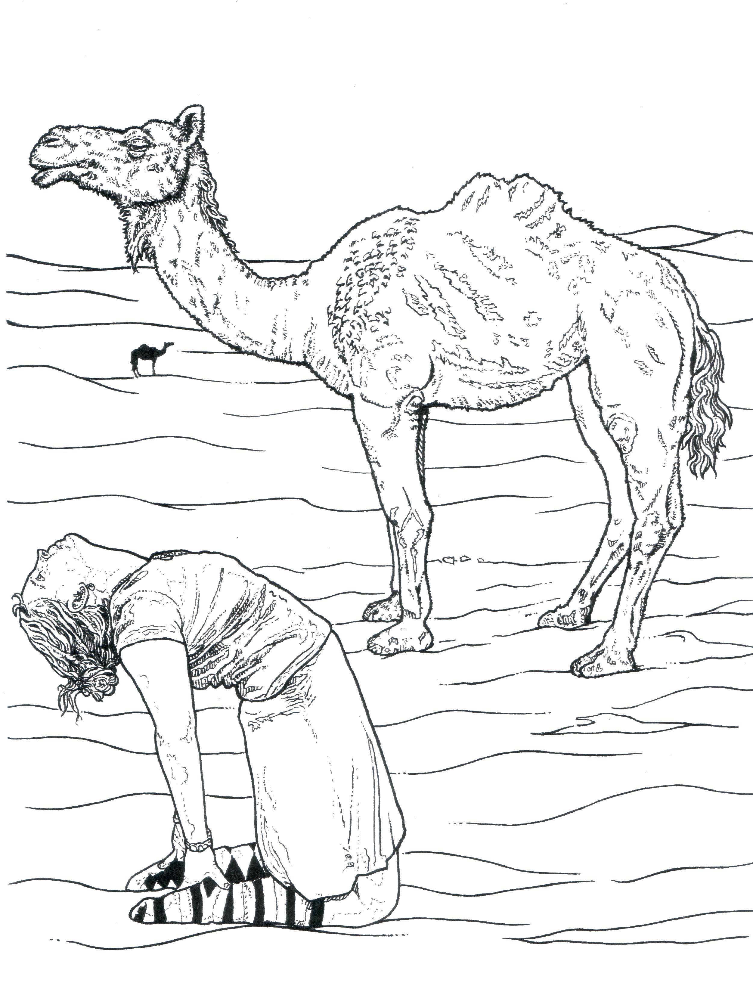 Название: Раскраска Верблюд в пустыне с пассажиром. Категория: Животные. Теги: Верблюд, парень.