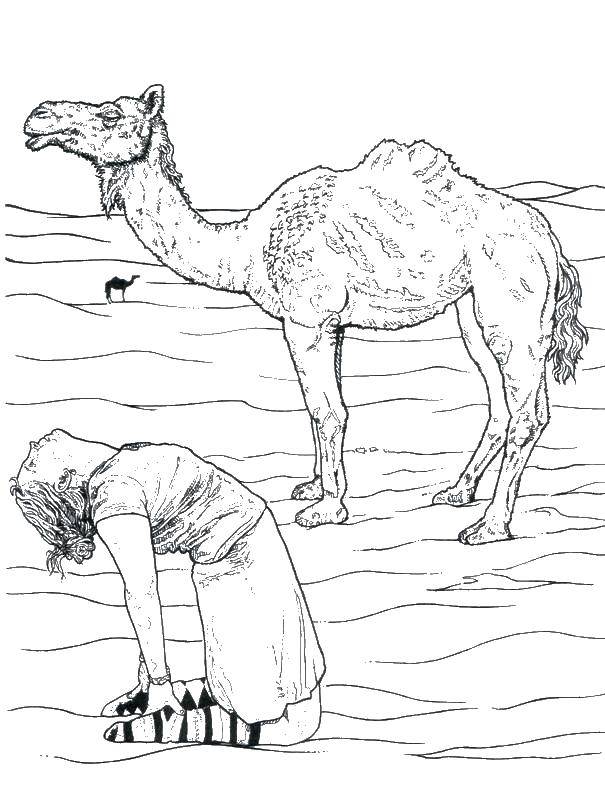 Название: Раскраска Верблюд в пустыне. Категория: Животные. Теги: Верблюд, парень.