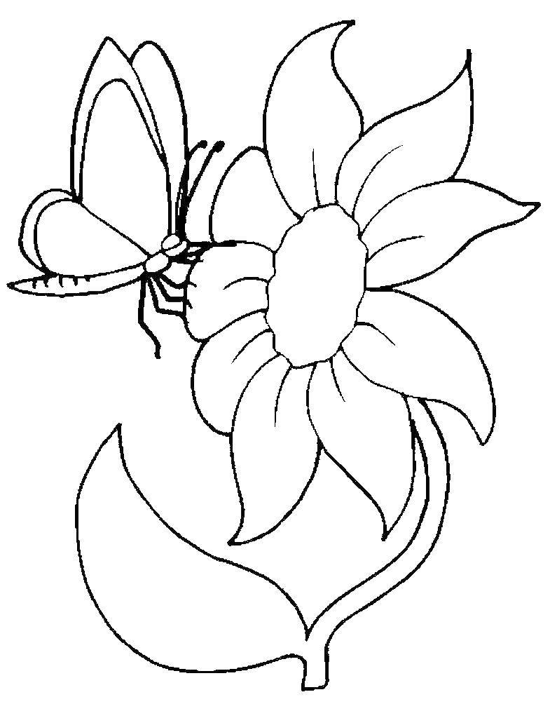 Название: Раскраска Бабочка на цветке. Категория: цветы. Теги: цветы.