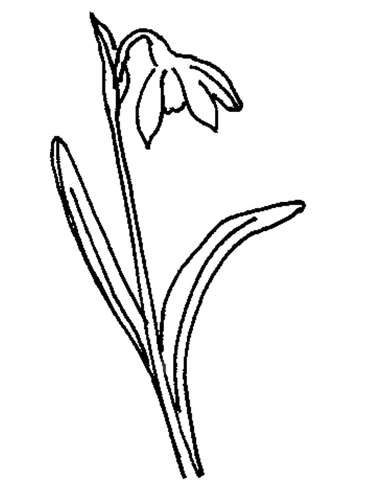 Название: Раскраска Подснежники. Категория: цветы. Теги: подснежники, цветы.