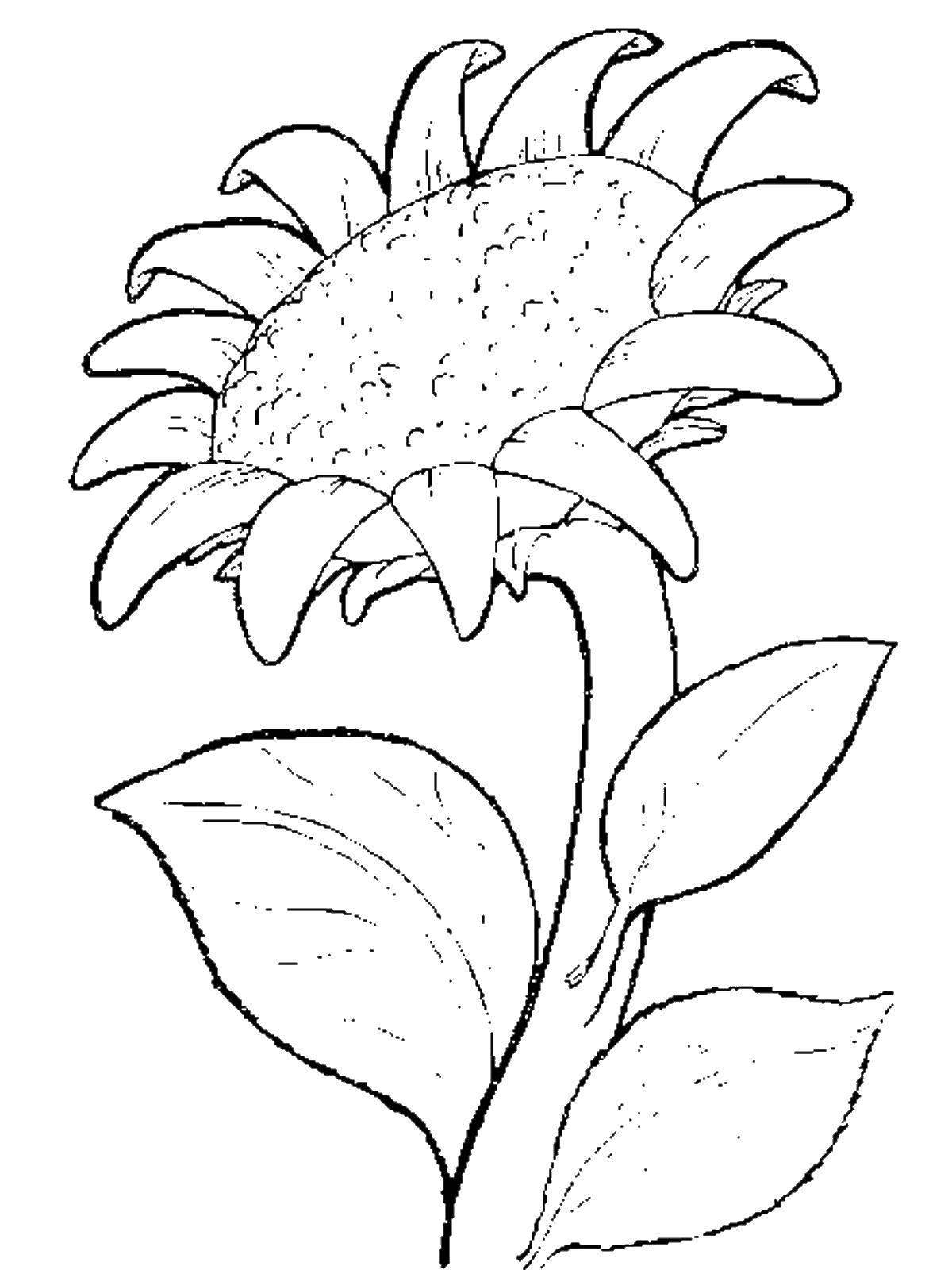 Coloring Sunflower. Category flowers. Tags:  Sunflower.
