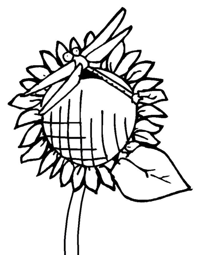 Coloring Sunflower. Category flowers. Tags:  Sunflower.