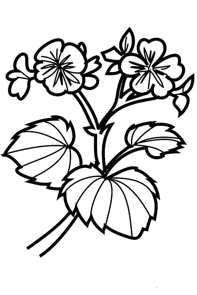 Coloring Flowers. Category flowers. Tags:  flowers.