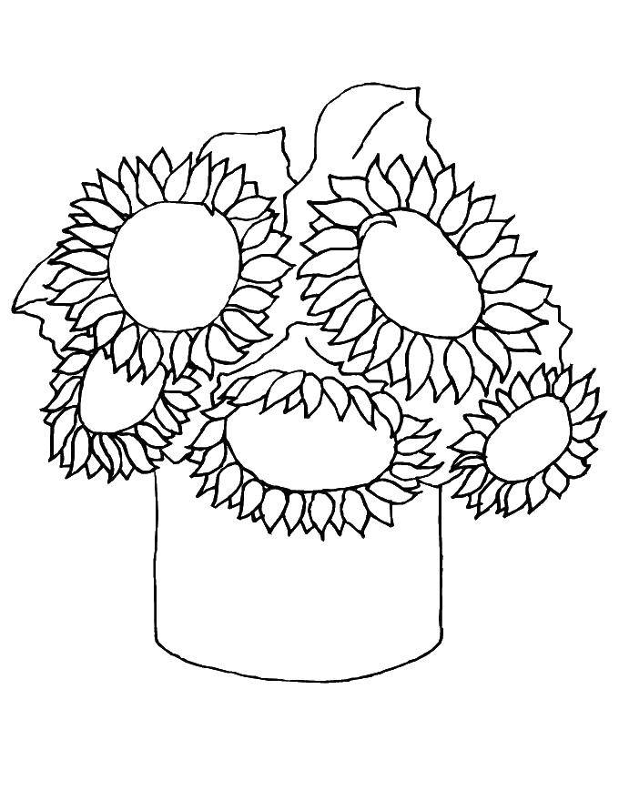 Coloring Sunflower. Category flowers. Tags:  Sunflower.