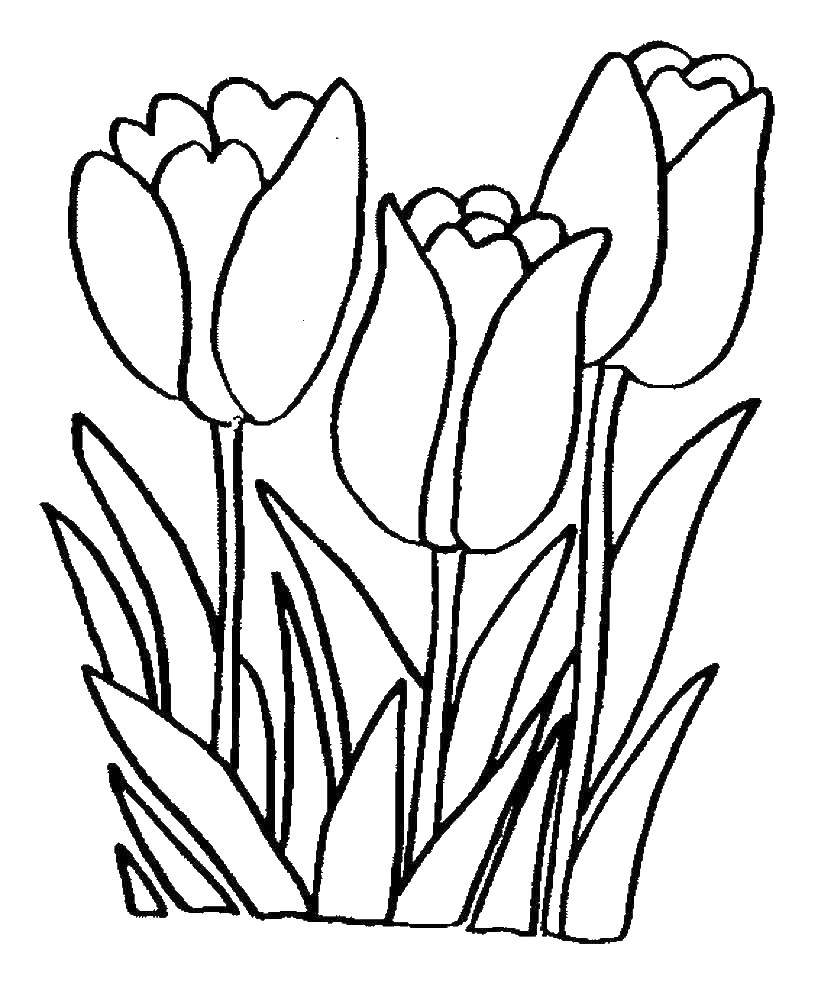 Название: Раскраска Тюльпаны. Категория: цветы. Теги: тюльпаны.