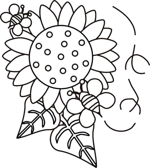 Coloring Sunflower. Category flowers. Tags:  Sunflower.