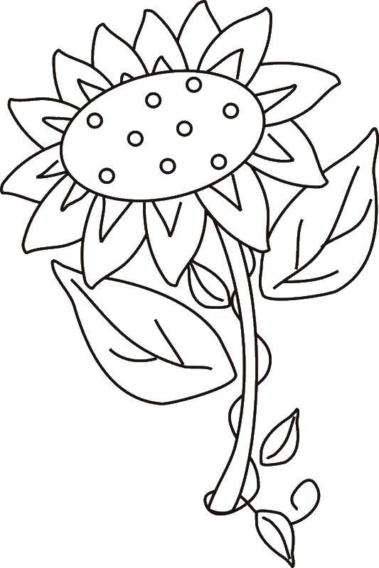 Название: Раскраска Подсолнух. Категория: цветы. Теги: Подсолнух.