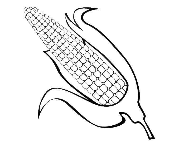 Название: Раскраска Кукуруза. Категория: Кукуруза. Теги: кукуруза.