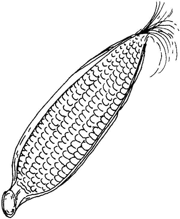 Coloring Corn. Category Corn. Tags:  corn.