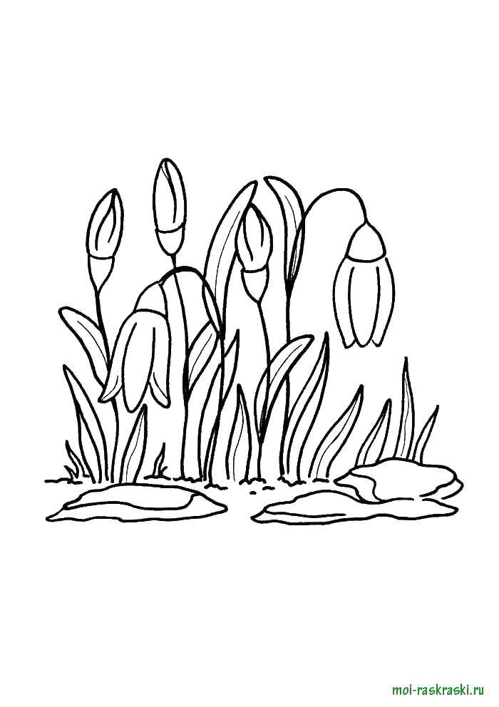 Coloring Snowdrops. Category flowers. Tags:  snowdrops, flowers.