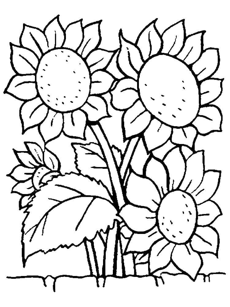 Coloring Sunflowers. Category flowers. Tags:  Sunflowers.