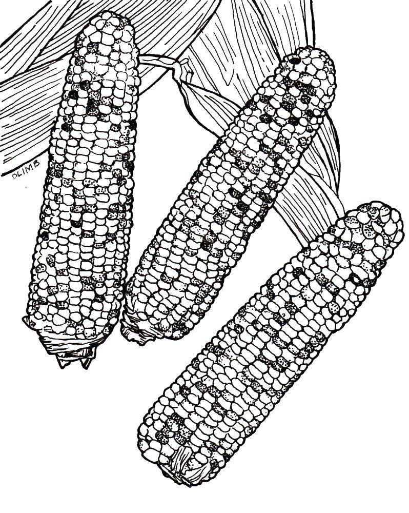 Coloring Three cucuruzeni. Category Corn. Tags:  corn.