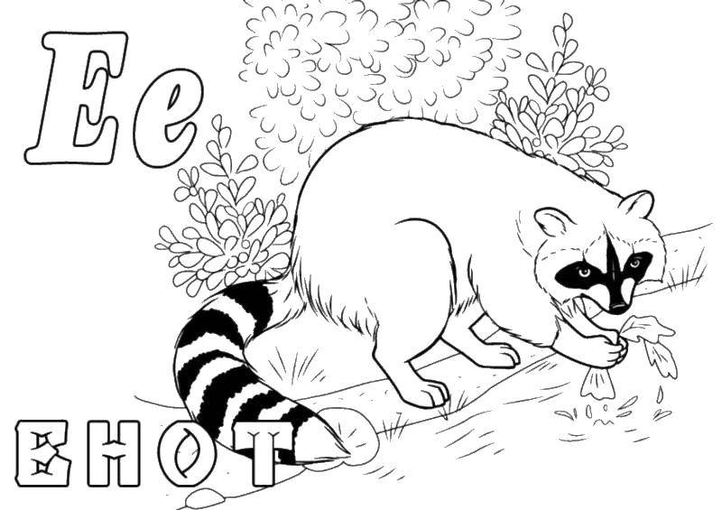 Coloring Raccoon. Category flowers. Tags:  raccoon.