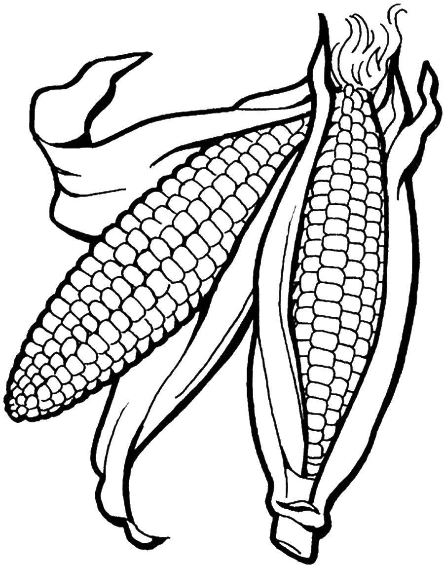 Название: Раскраска Кукуруза. Категория: Кукуруза. Теги: Кукуруза.