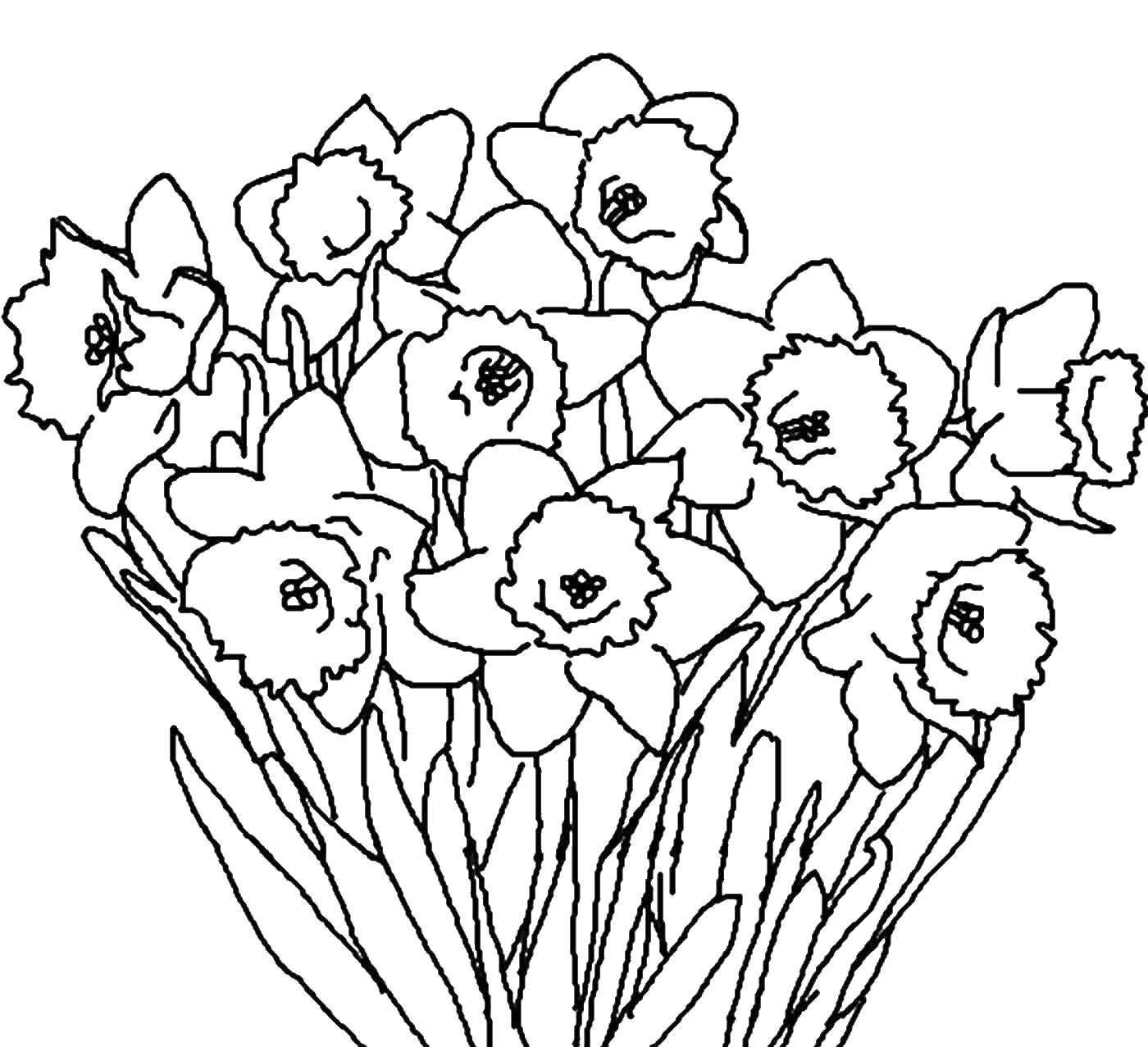 Название: Раскраска Нарциссы. Категория: цветы. Теги: нарцисс. цветы.