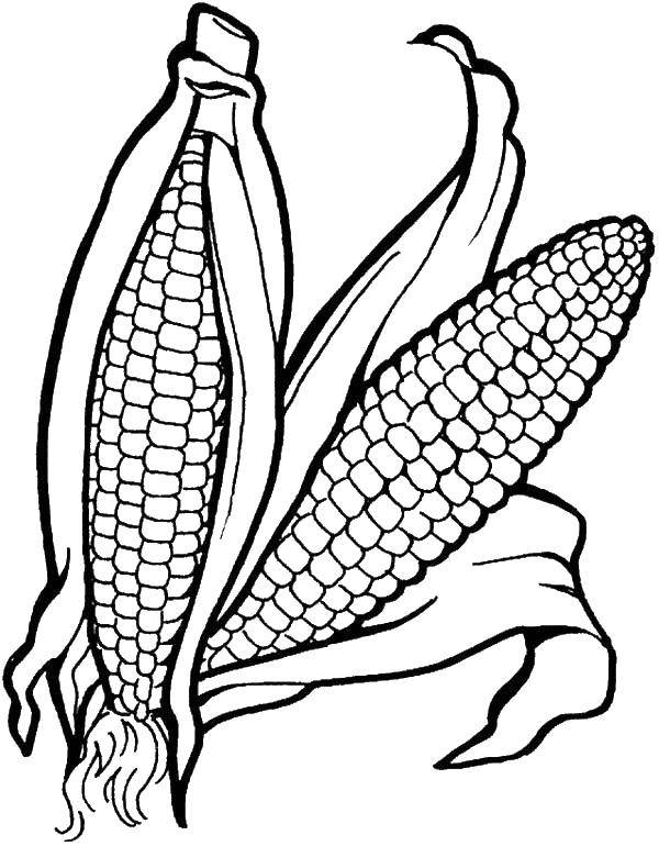 Название: Раскраска Початок кукурузы. Категория: Овощи. Теги: кукуруза.