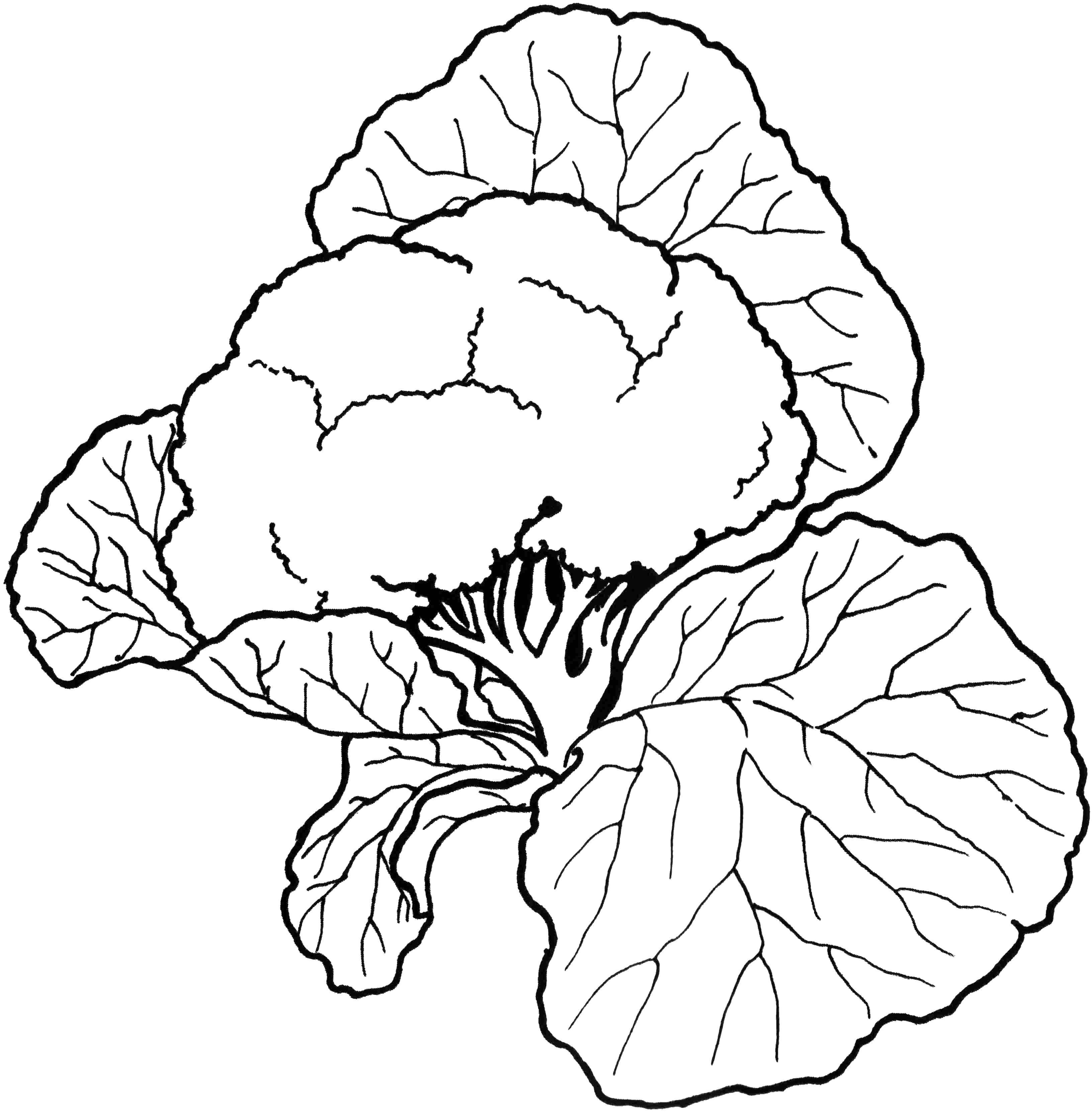 Coloring Cauliflower. Category Vegetables. Tags:  cabbage, cauliflower.