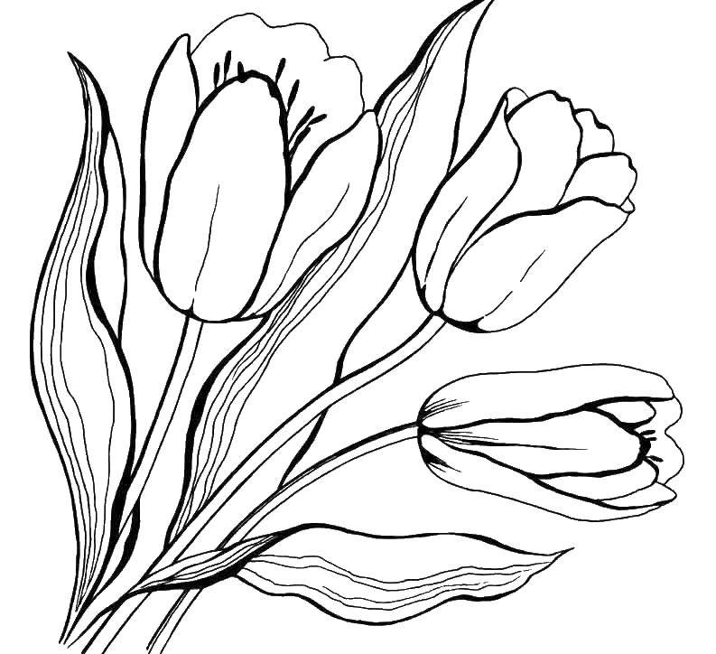 Название: Раскраска Тюльпаны. Категория: цветы. Теги: тюльпаны.
