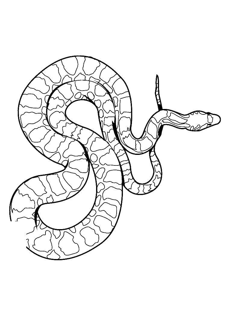 Coloring Snake. Category wild animals. Tags:  the snake.