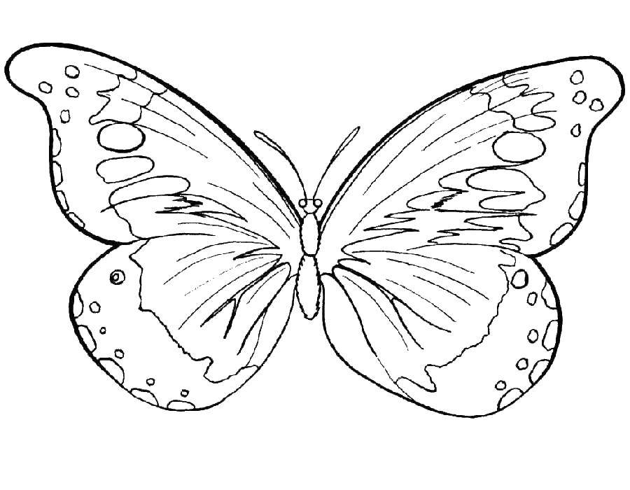 Coloring Butterfly. Category flowers. Tags:  butterfly.