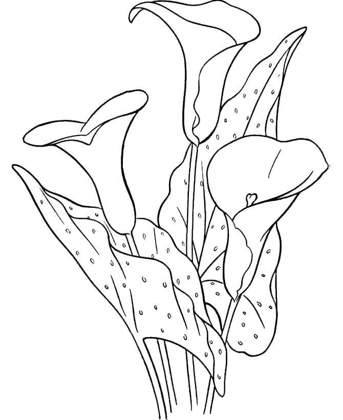 Coloring Calla lilies. Category flowers. Tags:  Calla lilies, flowers.