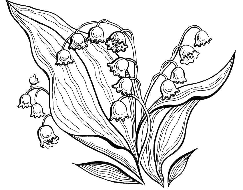 Coloring Bells. Category flowers. Tags:  flowers, bell.