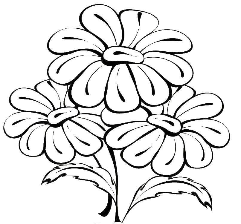 Coloring Daisy. Category flowers. Tags:  chamomile.