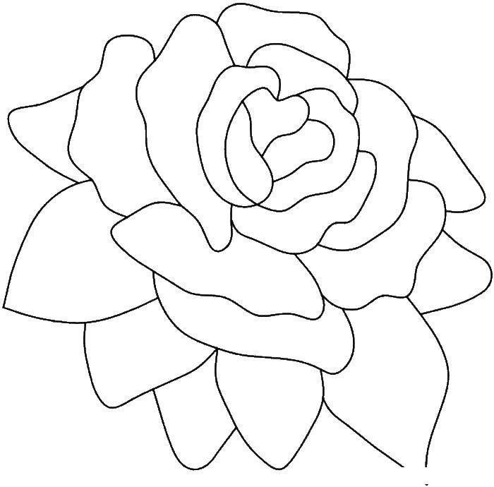 Название: Раскраска Роза. Категория: цветы. Теги: РОЗА, цветы.