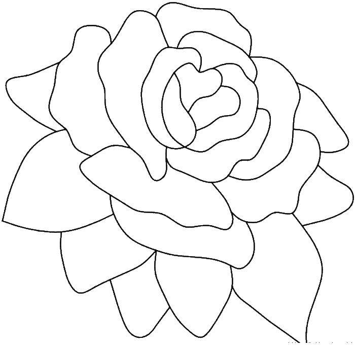 Название: Раскраска Роза. Категория: цветы. Теги: РОЗА, цветы.